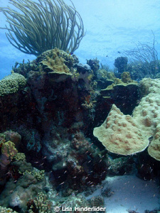 Nice healthy reef of Karpata, a favorite! by Lisa Hinderlider 